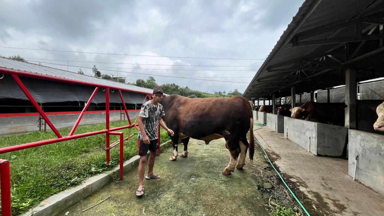 JELANG IDUL ADHA, DISPAPERKAN PANTAU HEWAN KURBAN UNTUK CEGAH PENYAKIT BERBAHAYA