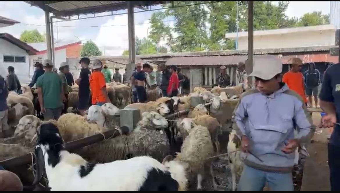 Idul Adha 2026, Pemkab Wonosobo Salurkan Puluhan Hewan Kurban