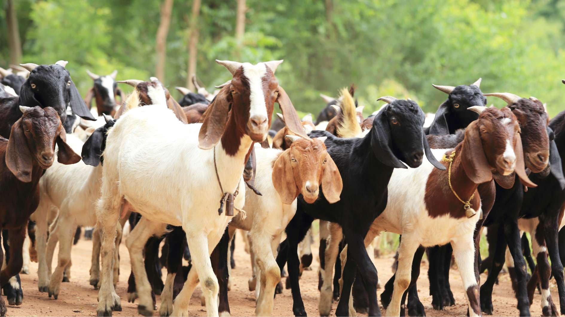 Dinas Kesehatan Imbau Masyarakat Selektif Pilih Hewan Kurban untuk Cegah Zoonosis