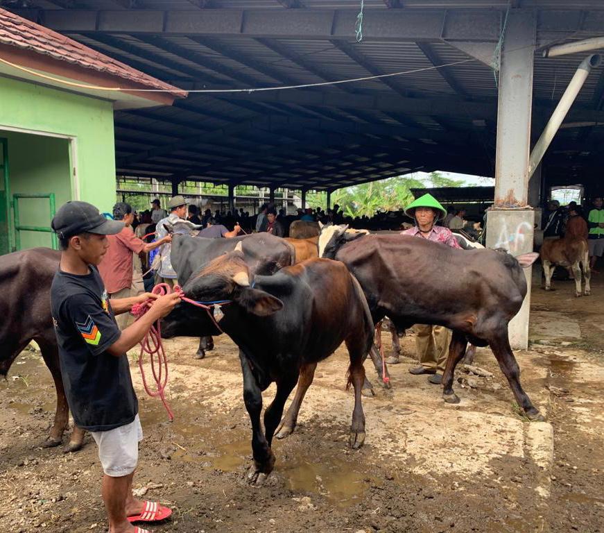 JAGA KUALITAS DAGING KURBAN, DISPAPERKAN WONOSOBO AJAK MASYARAKAT MANFAATKAN RPH