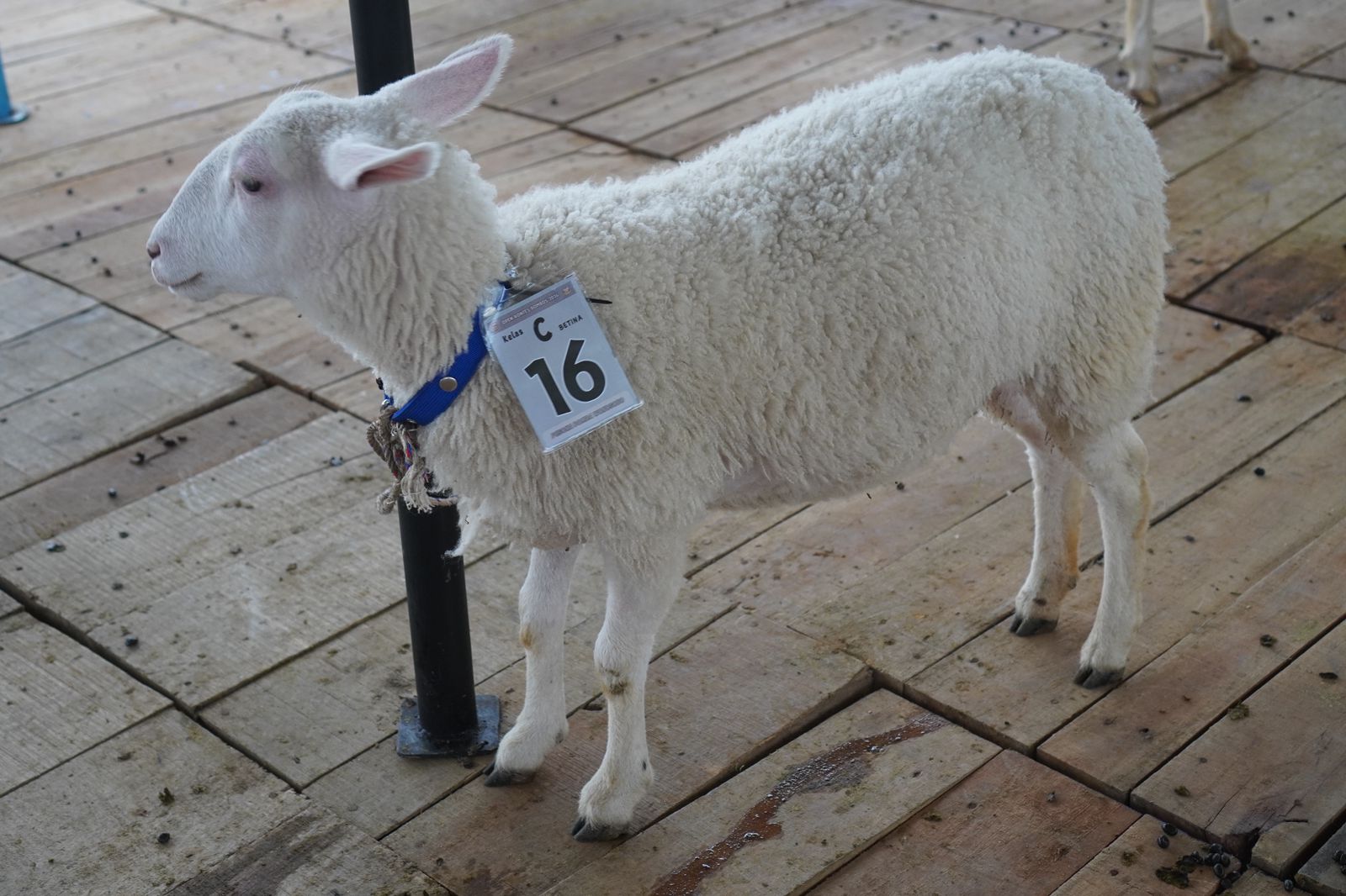RATUSAN DOMBA IKUTI OPEN KONTES DOMBOS DALAM RANGKA HARI JADI WONOSOBO KE-199