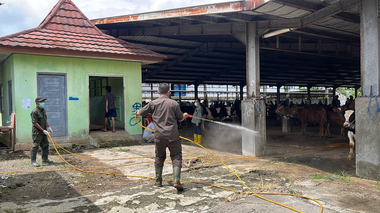 KASUS PMK DI WONOSOBO CAPAI 130 KASUS PADA AWAL TAHUN 2025