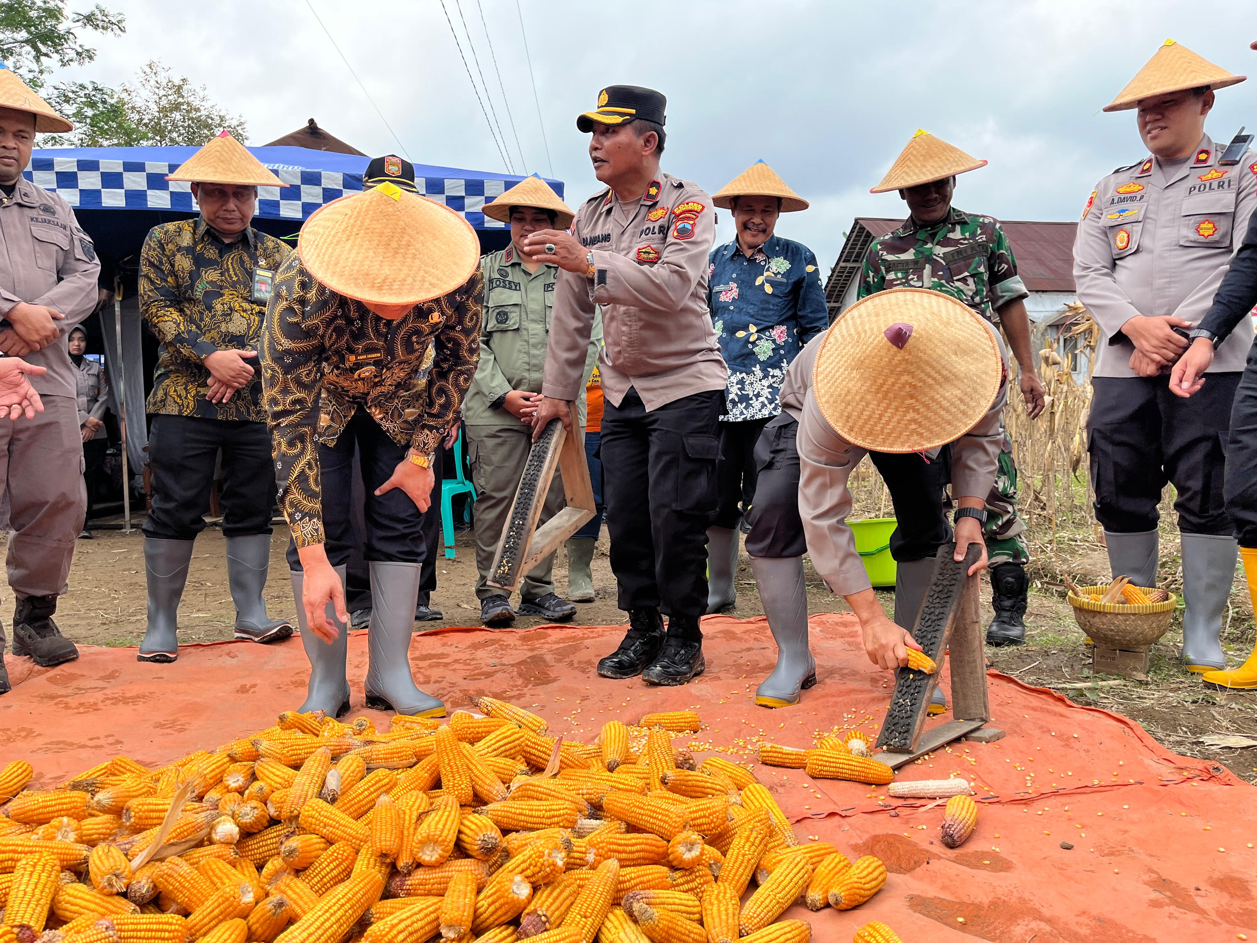 PANEN RAYA JAGUNG 1,2 HEKTAR WUJUD DUKUNG KETAHANAN PANGAN