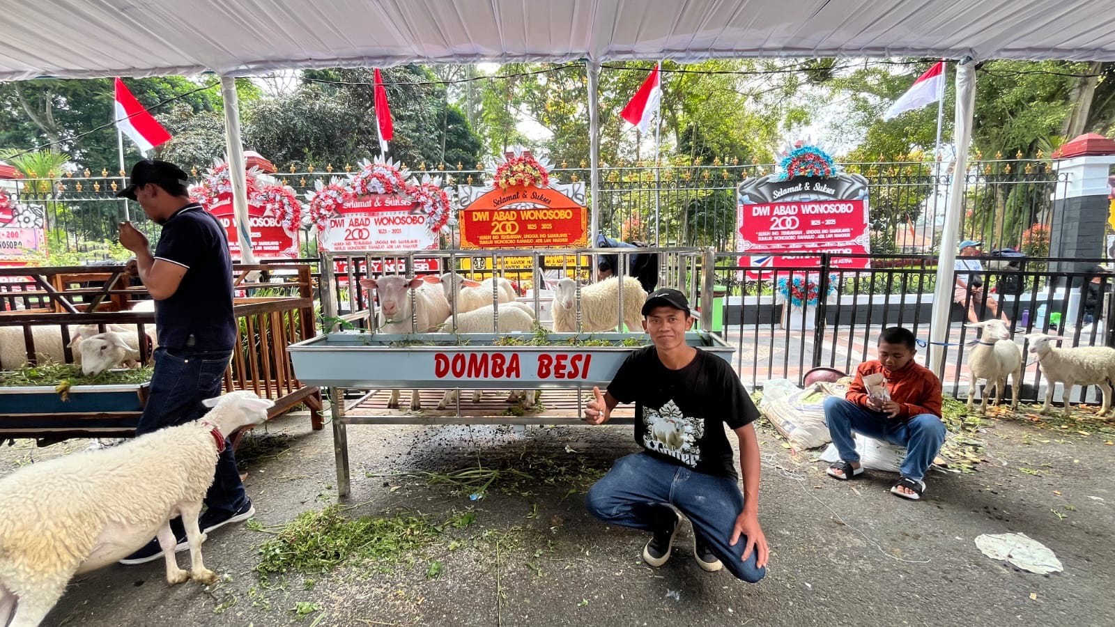 KONTES DOMBOS JADI AJANG YANG DITUNGGU PETERNAK