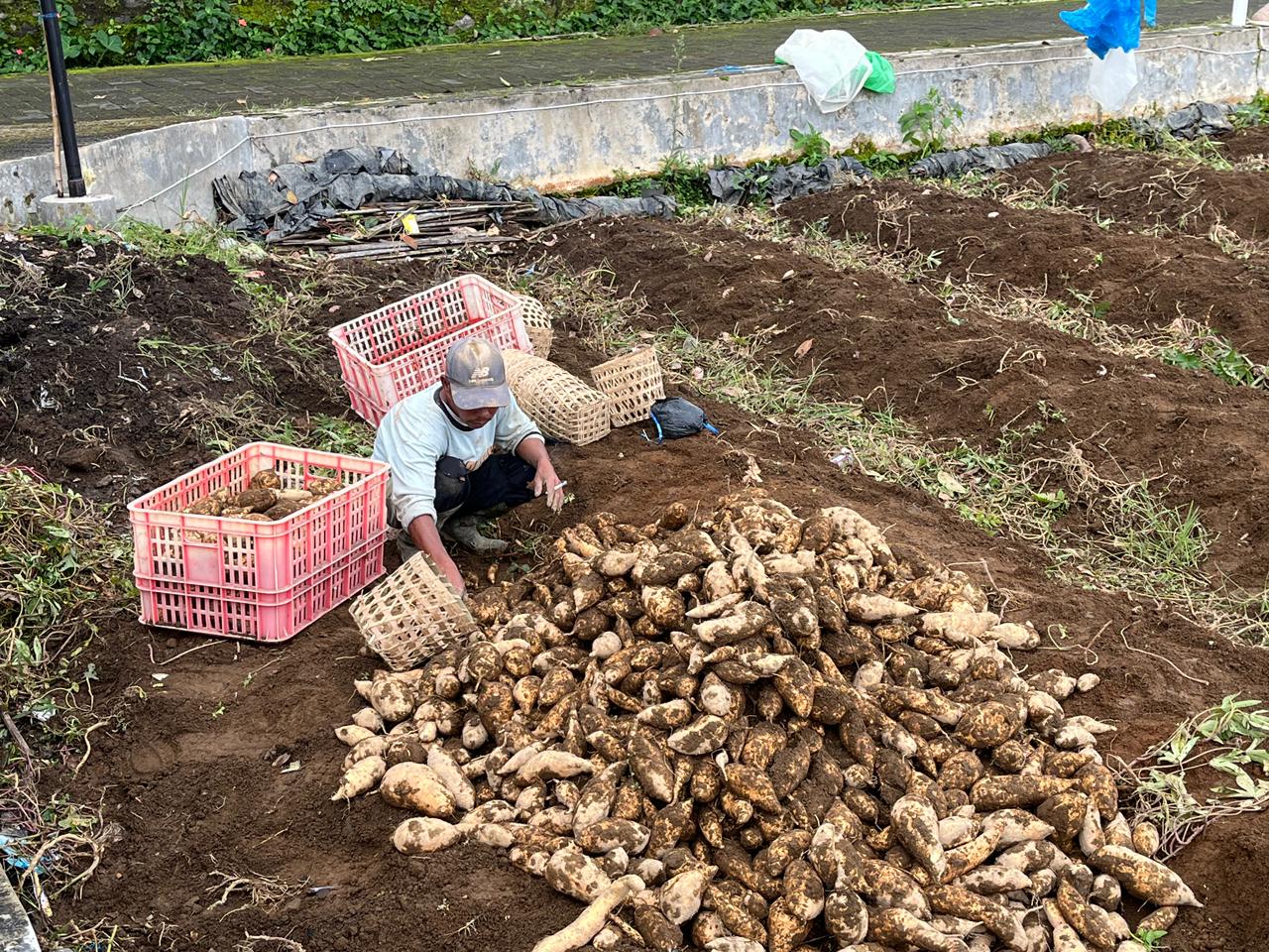 POTENSI UBI MADU JADI ANDALAN BARU KETAHANAN PANGAN WONOSOBO